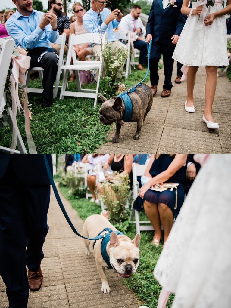 Two image collage of two dogs walking down the aisle. 