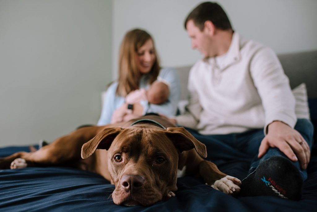 Dog lying on bed in front of new family for their in-home photo shoot.