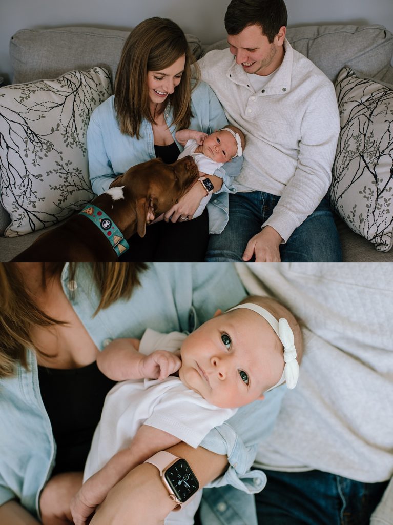 Dog sniffing new baby at Michigan newborn photo session with photographer, Brittany Emerson. 