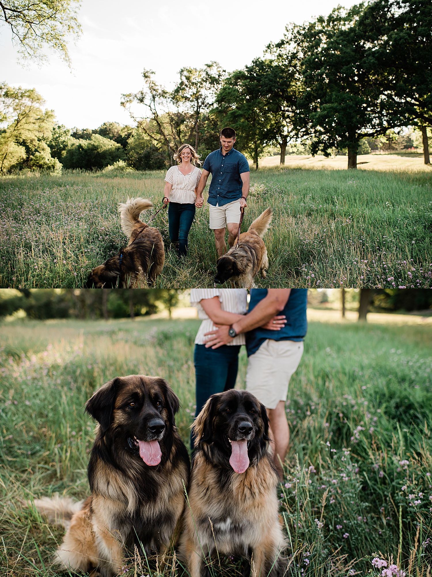 engaged couple brings two dogs to session with Michigan engagement photographer 