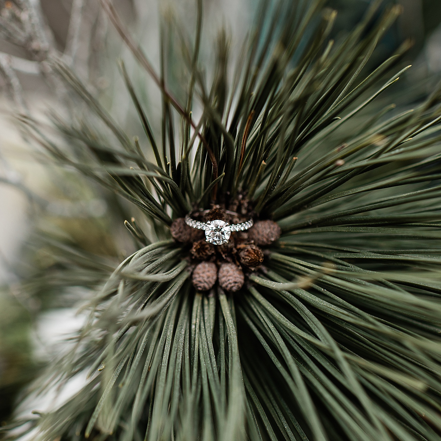 Engagement ring on Christmas tree during winter engagement session